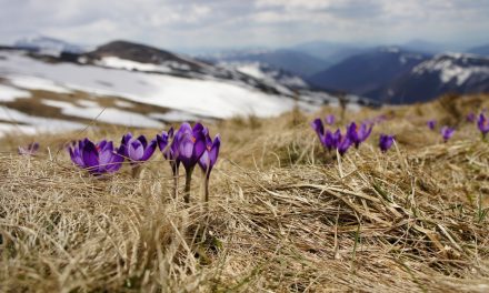 Le printemps – vidéopoème